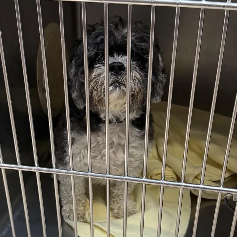 A senior small-sized male Black Shih Tzu dog named Sox for adoption in Northbrook, IL