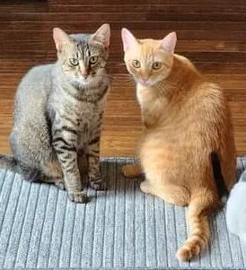 Jalapeno thumbnail 4