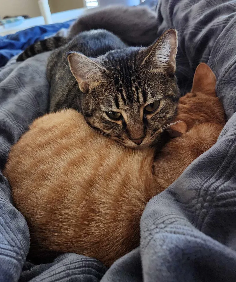 Jalapeno thumbnail 5