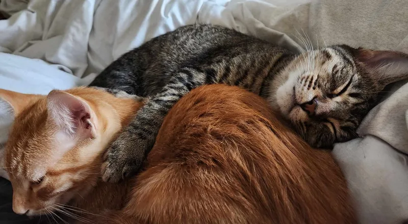 Jalapeno thumbnail 6