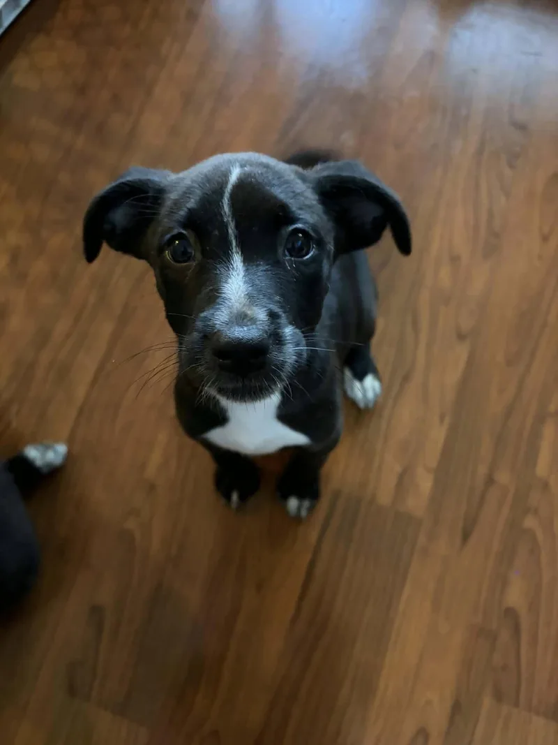A baby medium-sized female Black Australian Shepherd dog named Maggie for adoption in Clinton, WI