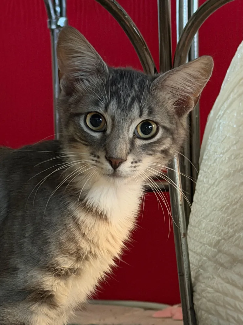 A baby medium-sized male Tabby (Gray / Blue / Silver) Domestic Short Hair cat named Kiko for adoption in Lauderhill, FL