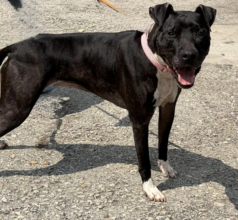 An adult medium-sized female Black Mixed Breed dog named Laya for adoption in McKeesport, PA
