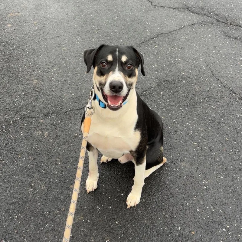 An adult large-sized male Black Mixed Breed dog named CDude for adoption in Conway, NH