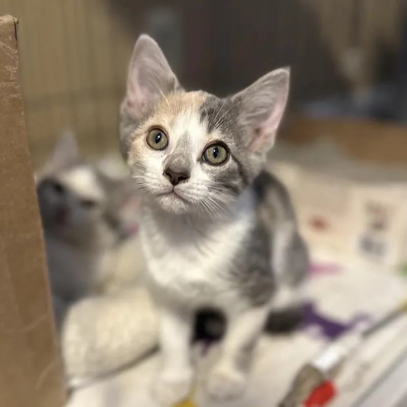 A baby small-sized female Calico Domestic Short Hair cat named Clover for adoption in Marion, IL