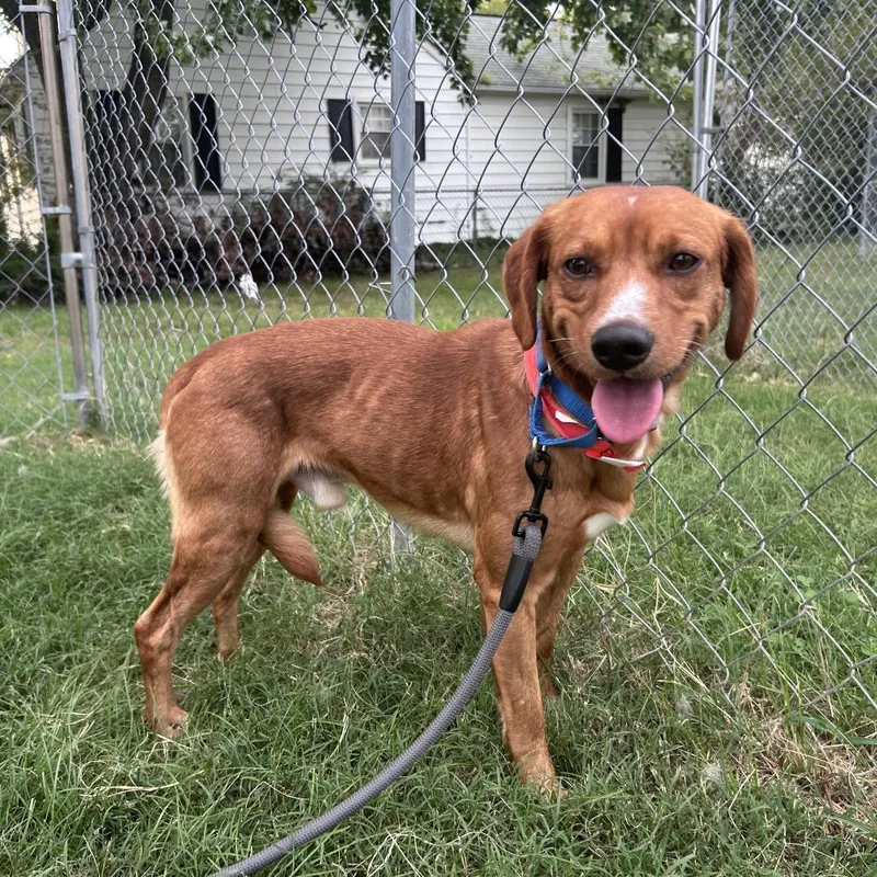 An adult medium-sized male Apricot / Beige Mixed Breed dog named Plaintiff for adoption in Fredericksburg, VA