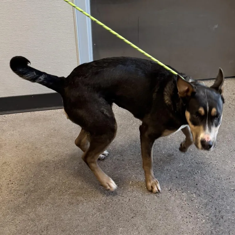 A young medium-sized female Brown / Chocolate Mixed Breed dog named Lala for adoption in Las Cruces, NM