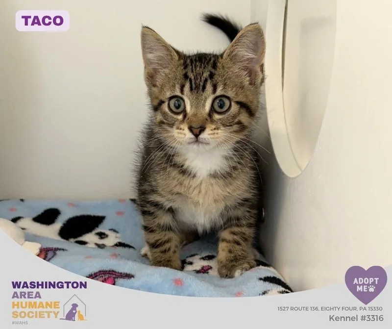 A baby small-sized male Tabby (Brown / Chocolate) Domestic Short Hair cat named Taco for adoption in Eighty Four, PA