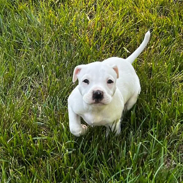 A baby medium-sized male White / Cream Mixed Breed dog named Orange for adoption in Mebane, NC