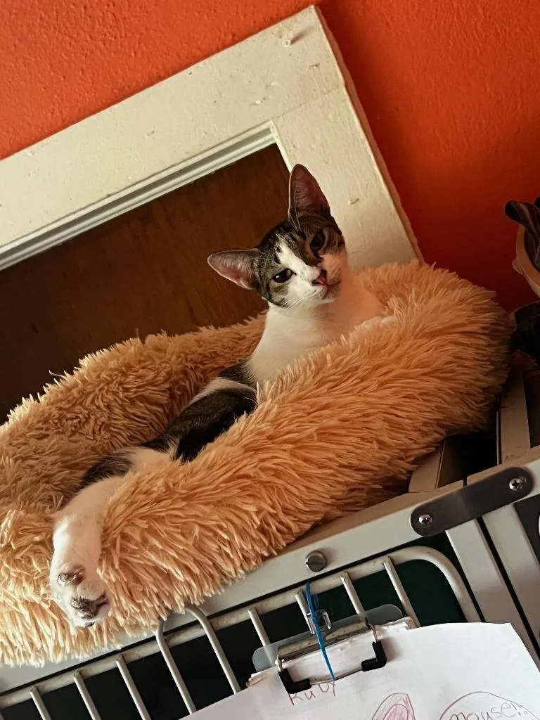A young medium-sized female Domestic Short Hair cat named Olive for adoption in Marianna, FL
