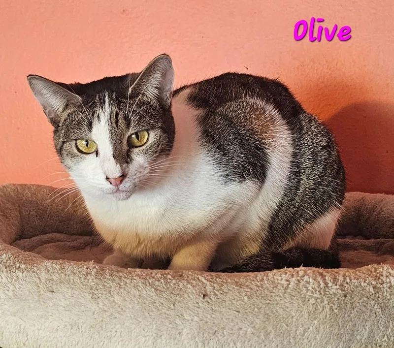 Olive thumbnail 3