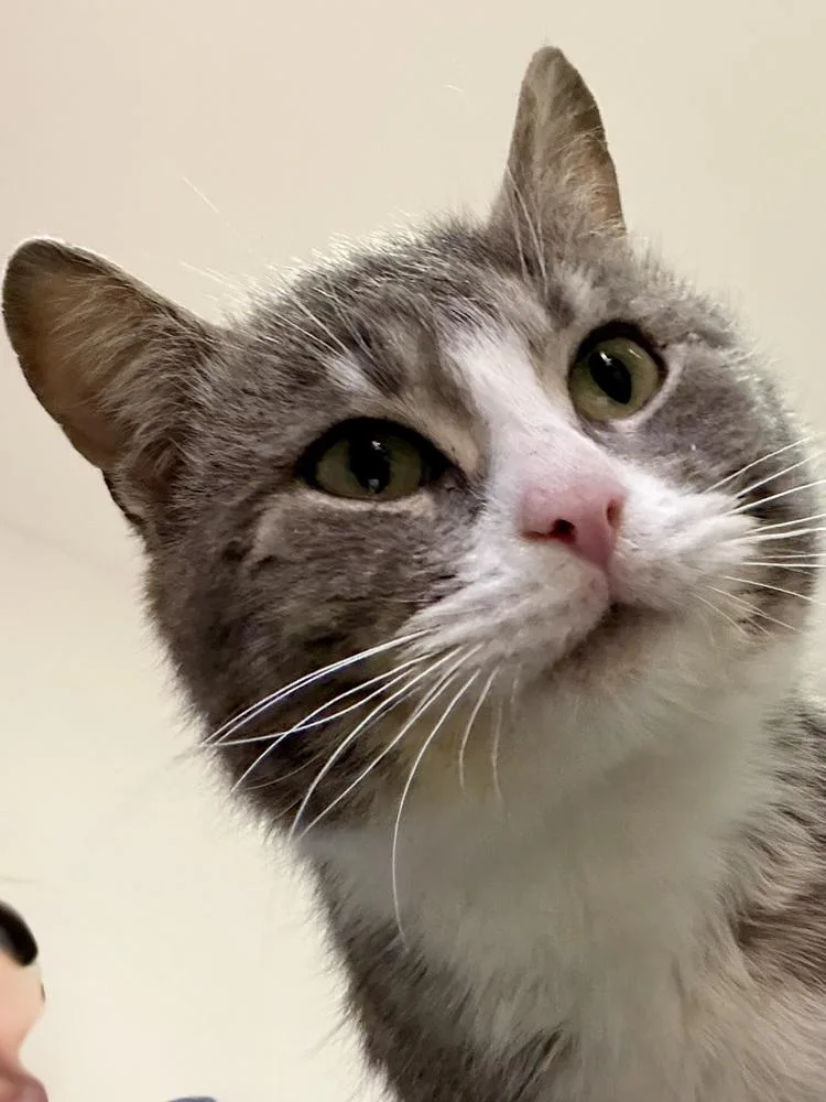 Fernando thumbnail 4