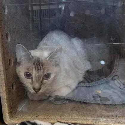 An adult medium-sized female Domestic Short Hair cat named Trixie for adoption in Missoula, MT
