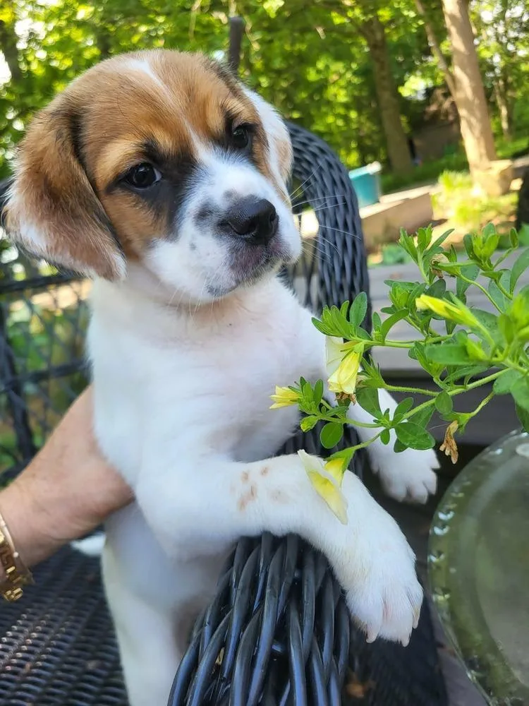 A baby medium-sized male Tricolor (Brown, Black, & White) Terrier dog named Tackle for adoption in Pottstown, PA
