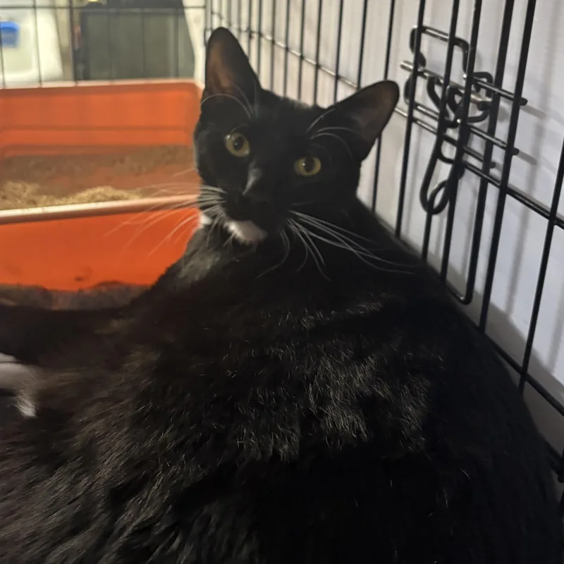 Sol  Gentle Giant thumbnail 2