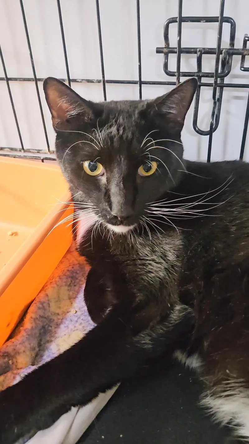 Sol  Gentle Giant thumbnail 3