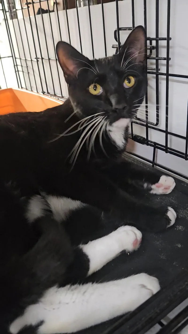 Sol  Gentle Giant thumbnail 4