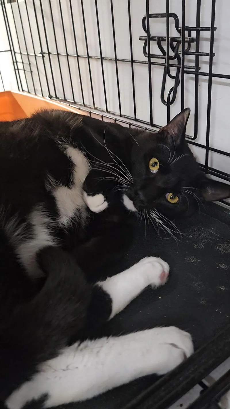 Sol  Gentle Giant thumbnail 5