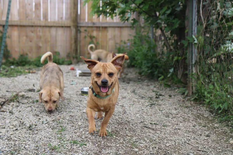 An adult small-sized male Chihuahua dog named Paco for adoption in Plain City, OH