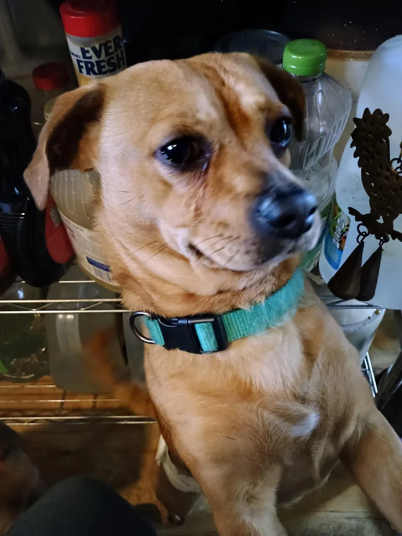 Paco thumbnail 3