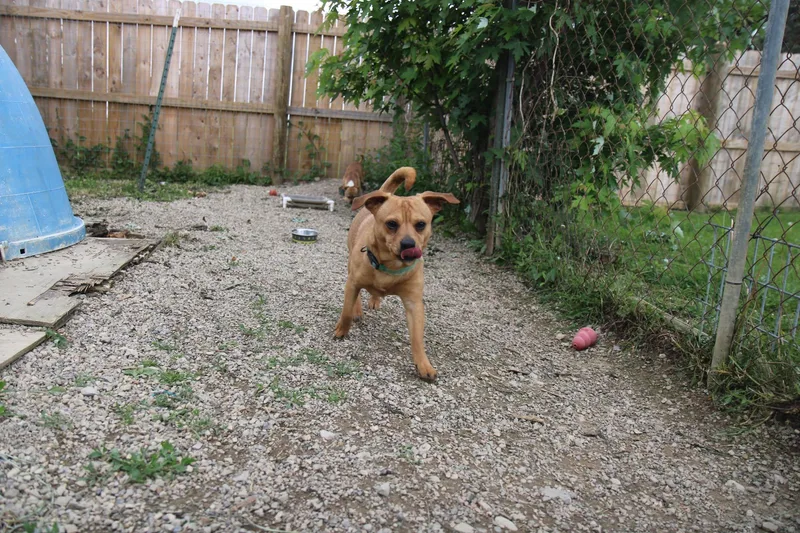 Paco thumbnail 5