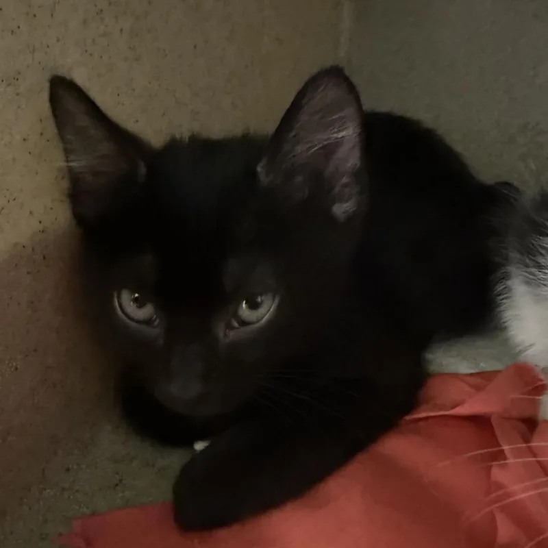 A baby small-sized male Black Domestic Short Hair cat named Hunter for adoption in San Antonio, TX