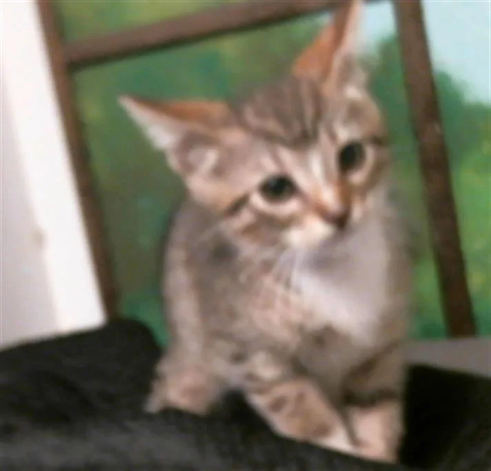 A baby small-sized male Domestic Medium Hair cat named Tiger for adoption in Houston, TX