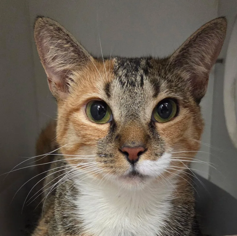 A young medium-sized female Calico Domestic Short Hair cat named Ariel for adoption in Phoenixville, PA