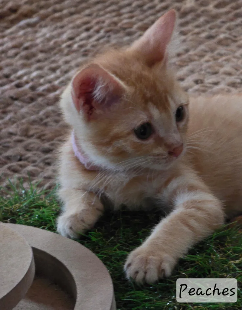 Peaches