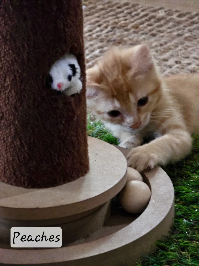 Peaches thumbnail 2