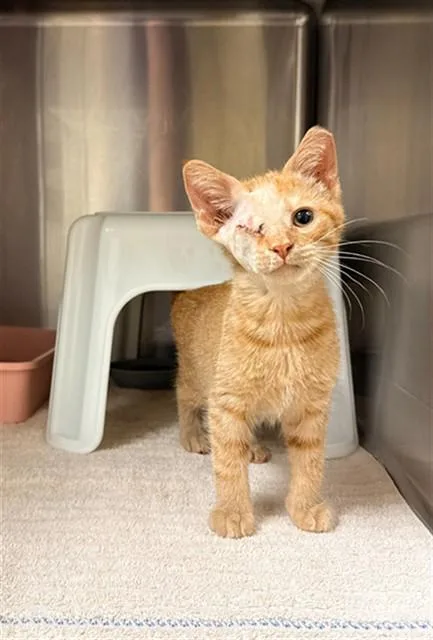 A baby small-sized male Domestic Short Hair cat named Oneeyed Jack for adoption in Statesville, NC