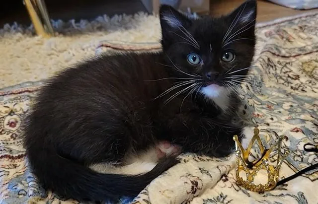 A baby small-sized male Domestic Short Hair cat named Vecna for adoption in Ames, IA