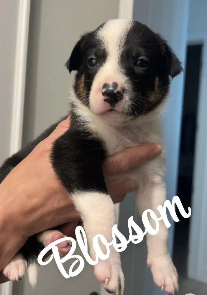 A baby small-sized female Tricolor (Brown, Black, & White) Border Collie dog named Blossom for adoption in Tulsa, OK