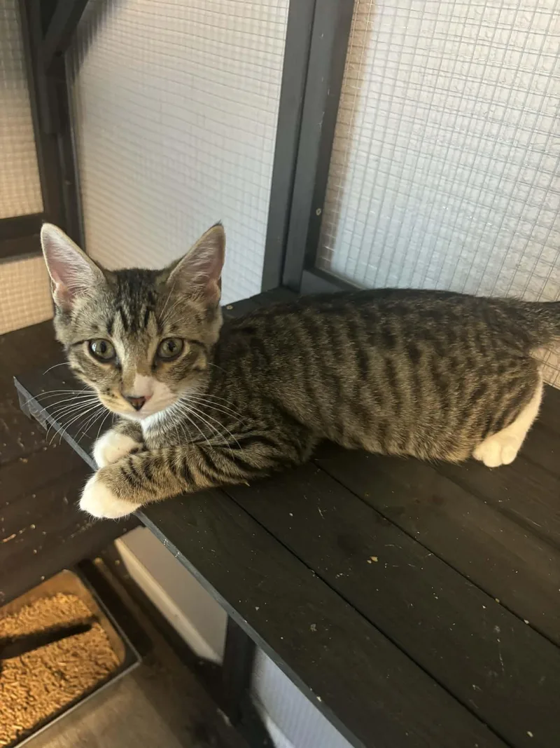 A baby medium-sized male Domestic Short Hair cat named Biggie Smalls for adoption in Rochester, WA