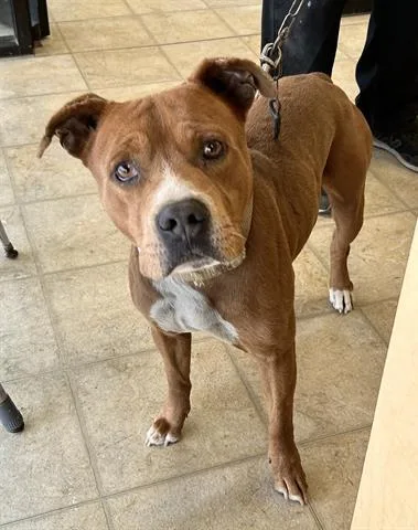 An adult large-sized male Pit Bull Terrier dog named A for adoption in Norfolk, VA