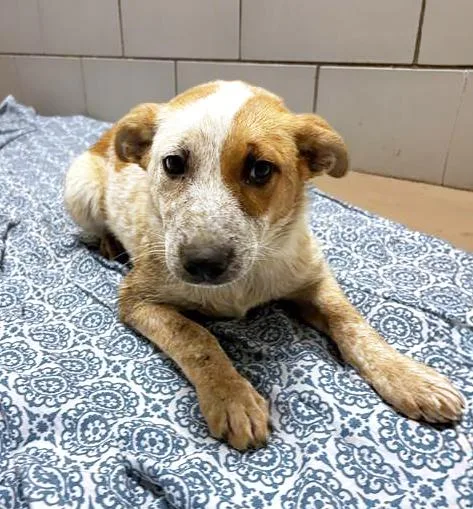 A baby medium-sized female Red / Chestnut / Orange Mixed Breed dog named Sugar for adoption in Nashville, TN