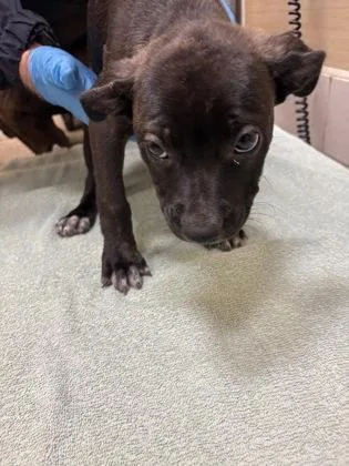 A baby medium-sized male Terrier dog named Cannoli for adoption in Honolulu, HI