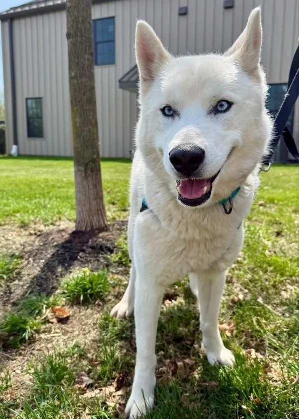 An adult medium-sized male Siberian Husky dog named Stark for adoption in Skillman, NJ