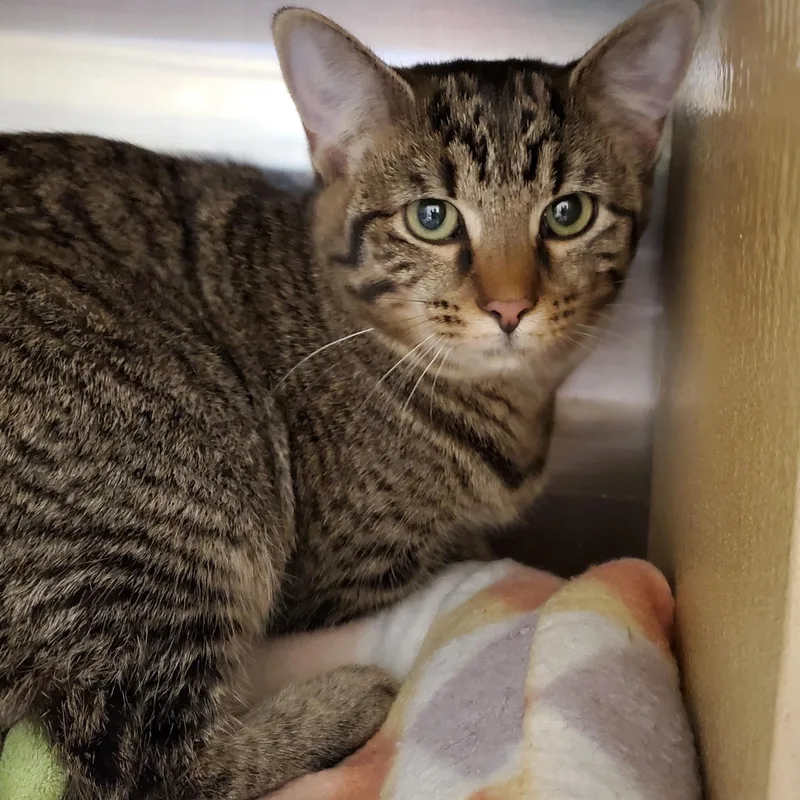 A young medium-sized female Tabby (Buff / Tan / Fawn) Tabby cat named Samantha for adoption in Muncie, IN
