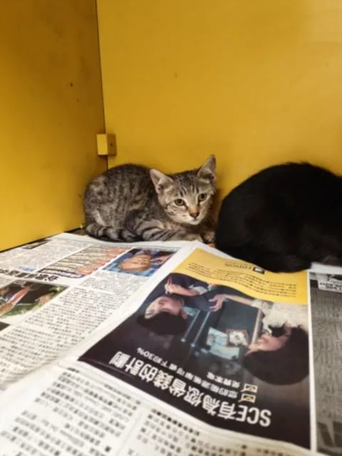 A baby small-sized female Domestic Short Hair cat named Anita for adoption in Los Angeles, CA