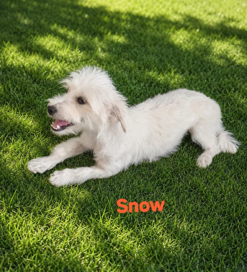 A young small-sized female Poodle dog named Snow for adoption in New Port Richey, FL