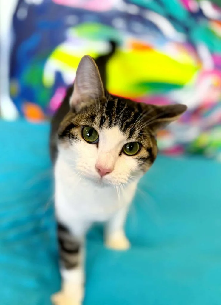 A baby medium-sized male Domestic Short Hair cat named Bugs Bunny for adoption in Effingham, IL