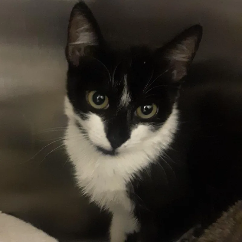 A baby small-sized female Black Domestic Short Hair cat named Penguin for adoption in Spokane, WA