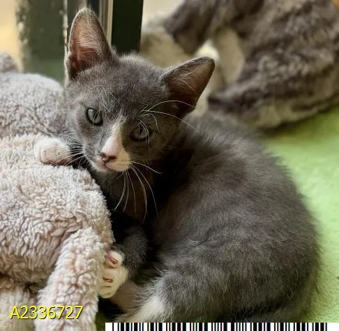 A baby small-sized male Domestic Short Hair cat named Jace for adoption in West Palm Beach, FL