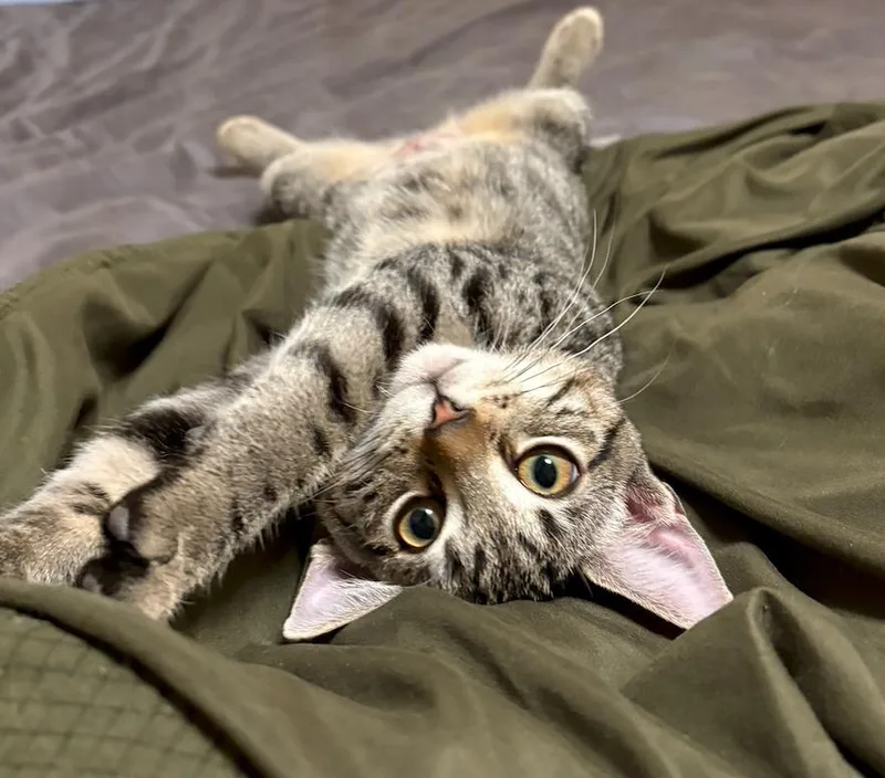 A baby medium-sized female Domestic Short Hair cat named Ginger for adoption in Napa, CA