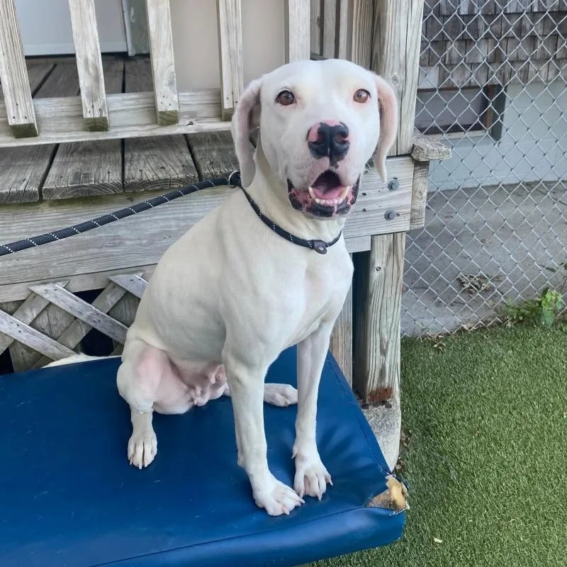A young medium-sized female Coonhound dog named Perdita for adoption in New Bedford, MA
