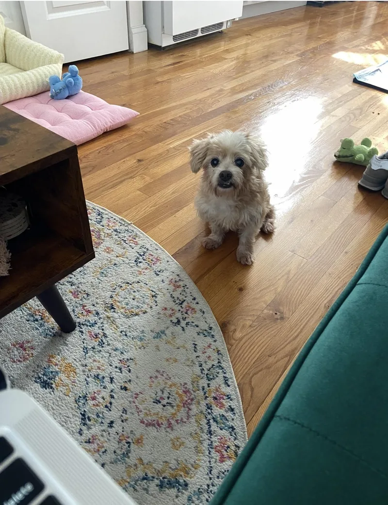 A senior small-sized male White / Cream Maltipoo dog named Bob for adoption in New York, NY