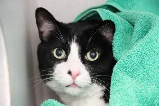 An adult small-sized male Domestic Short Hair cat named Jax for adoption in Tucson, AZ