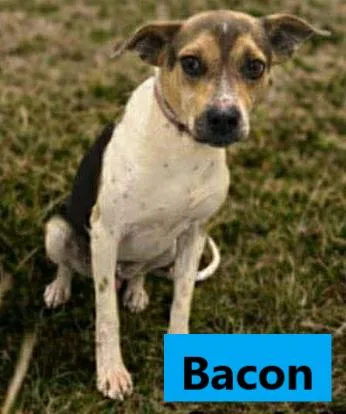 An adult medium-sized male Tricolor (Brown, Black, & White) Beagle dog named Bacon for adoption in Lockport, NY