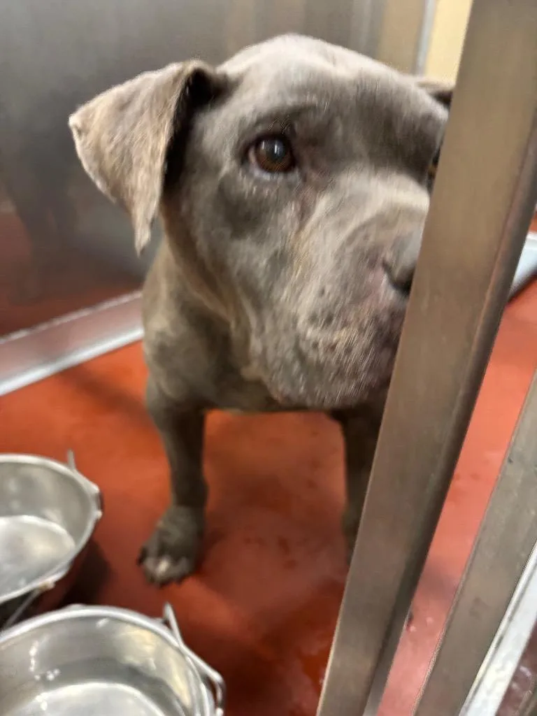 A senior large-sized female Pit Bull Terrier dog named Lucinda for adoption in Douglasville, GA